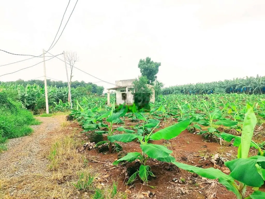 Bán 6,5 sào đất cây gáo mt dài miên man