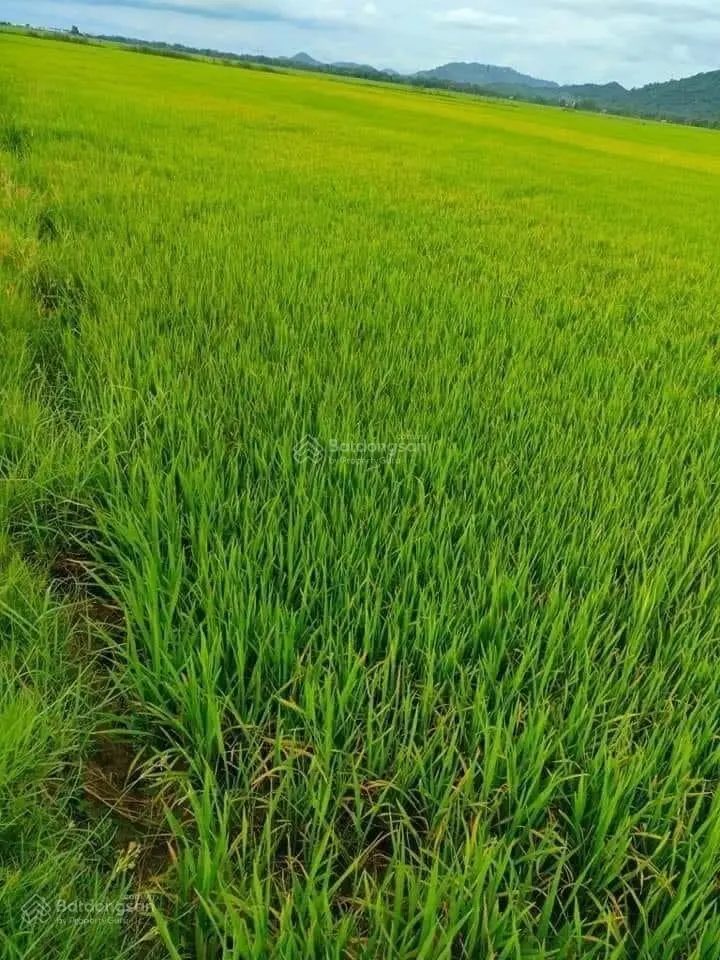 Tôi cần bán đất chuyên trồng lúa nước thị trấn Tri Tôn, huyện Tri Tôn, An Giang