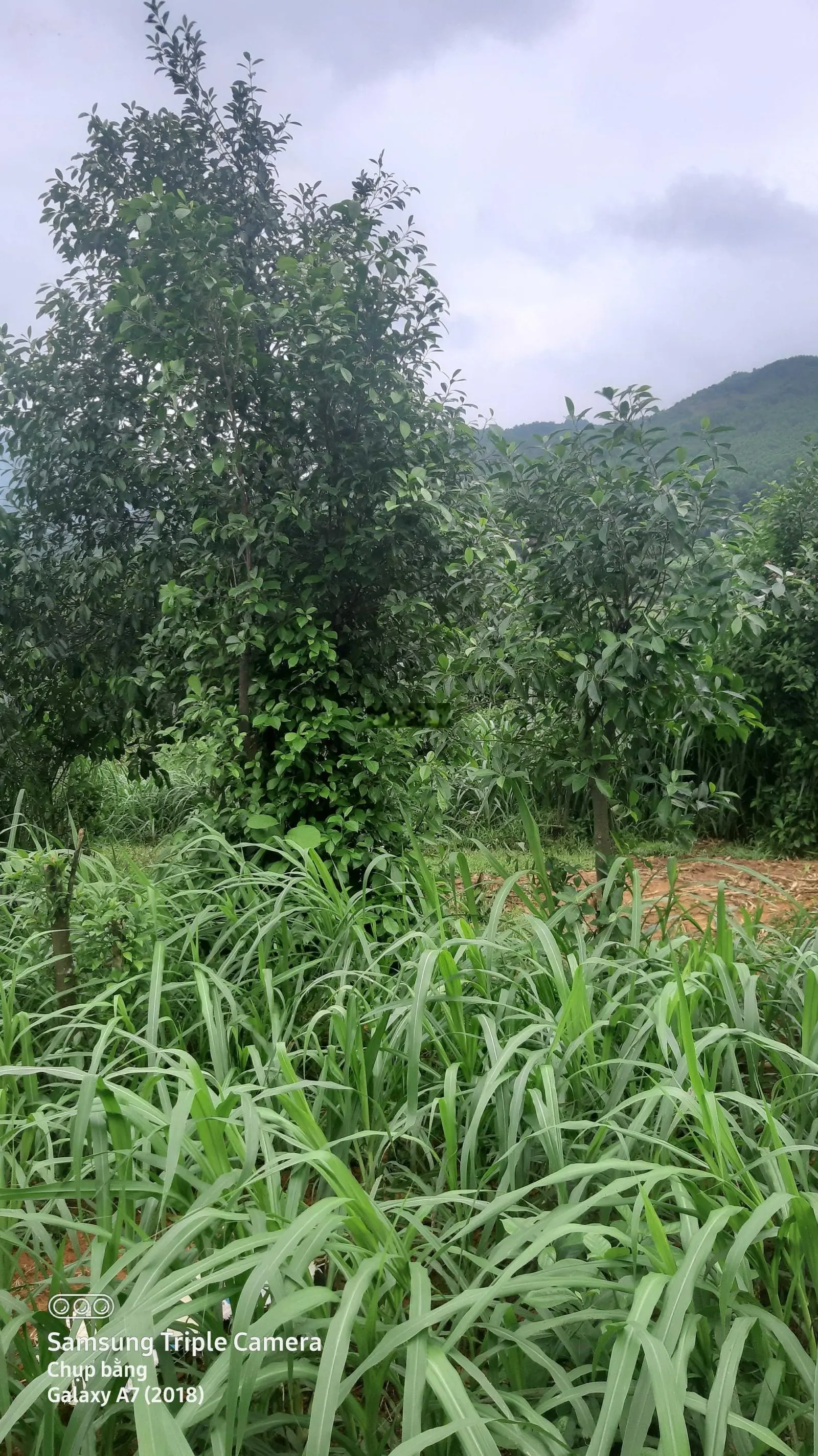 Bán 7.000 m2 đất view đẹp cách Hội nghị Quốc gia 50 km
