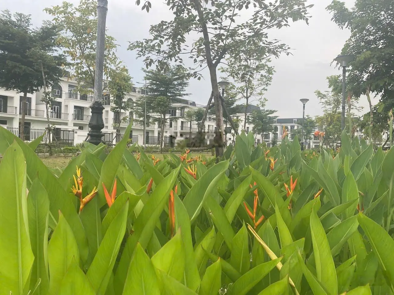 Chỉ với 50tr/m2 bắt đáy quỹ căn biệt thự, nhà vườn tại HUD Mê Linh Central. Hotline: 0943 757 ***