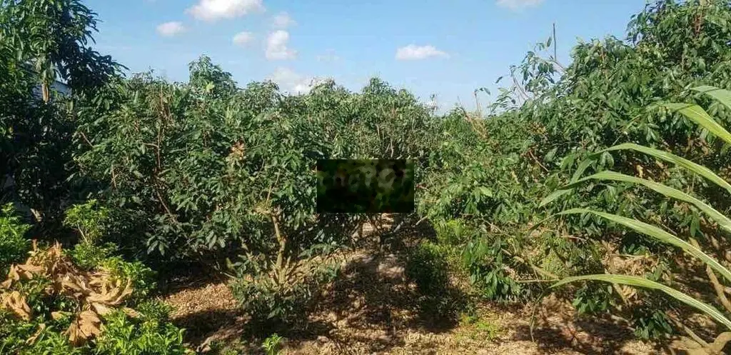 LÔ ĐẤT VƯỜN NGHĨ DƯỠNG VIEW SÔNG PHƯỜNG TÂN NGÃI TP.VĨNH LONG