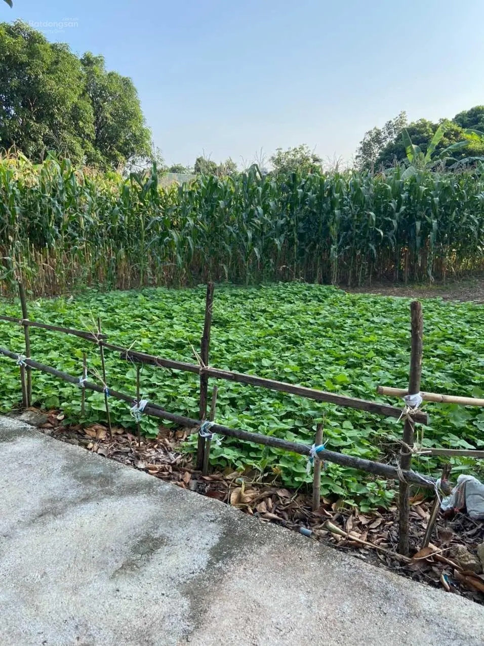 Chính chủ cần bán ngay đất 770m2 vuông vắn đường Tỉnh lộ 82 ngõ vào 80m giá 6tr/m2. LH: 0941 613 ***