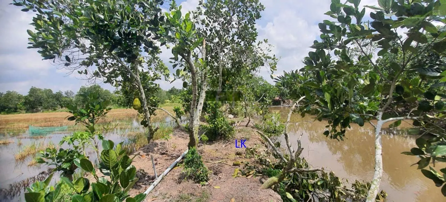 Bán đất lúa: 46.000m² (Mặt tiền 36m, Thổ 1.000m², 7.000m² CLN) Đường nhựa 3.5m, xã Phú Điền.