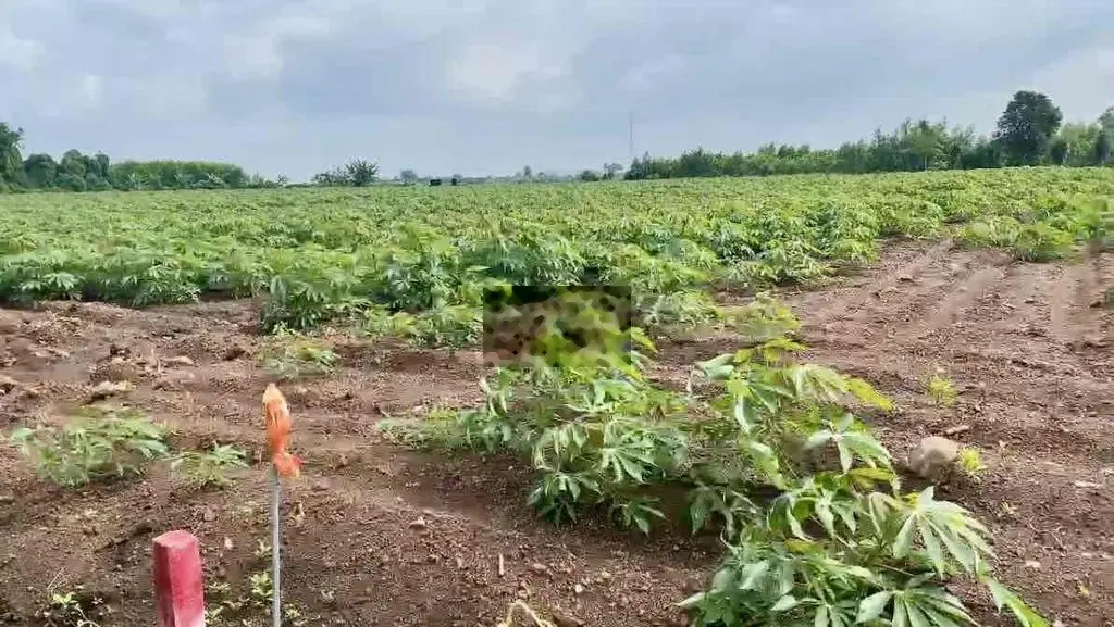 ⚡️HƠN 1.300m2 ĐẤT MẶT TIỀN ĐẸP TẠI BÀ RỊA - VŨNG TÀU⚡️