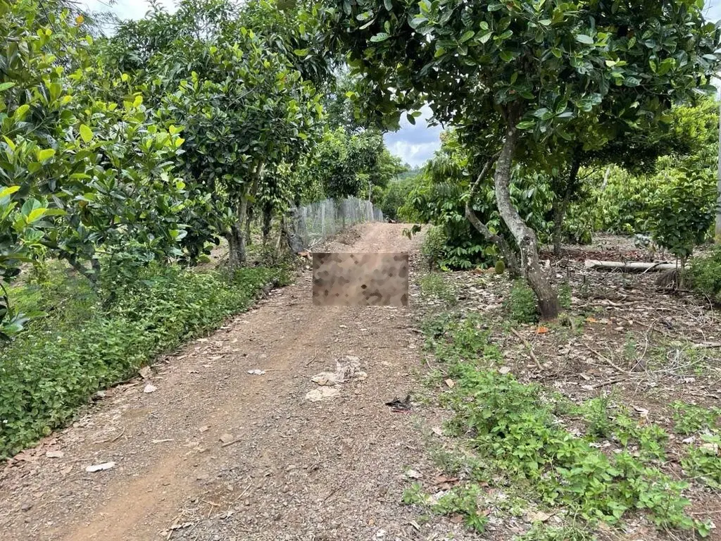 Nợ nhiều quá bán lô đất 5 sào ngay dân cư cách chợ 2km