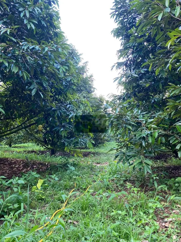 Đất vườn châu đức.