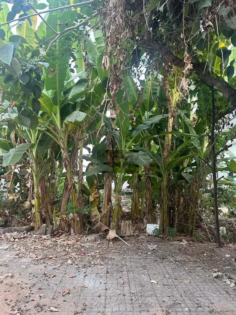 Đất thổ cư 81m2 trục B11 Hưng Phú 1 Cần Thơ, Tây Bắc, lộ 15m