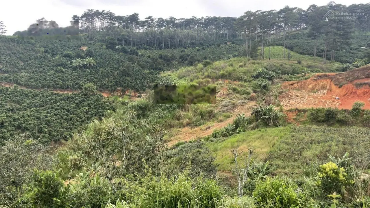 Bán đất trích lục view thông và sát thông cực đẹp, đường xe hơi, đi Hồ Xuân Hương 15km