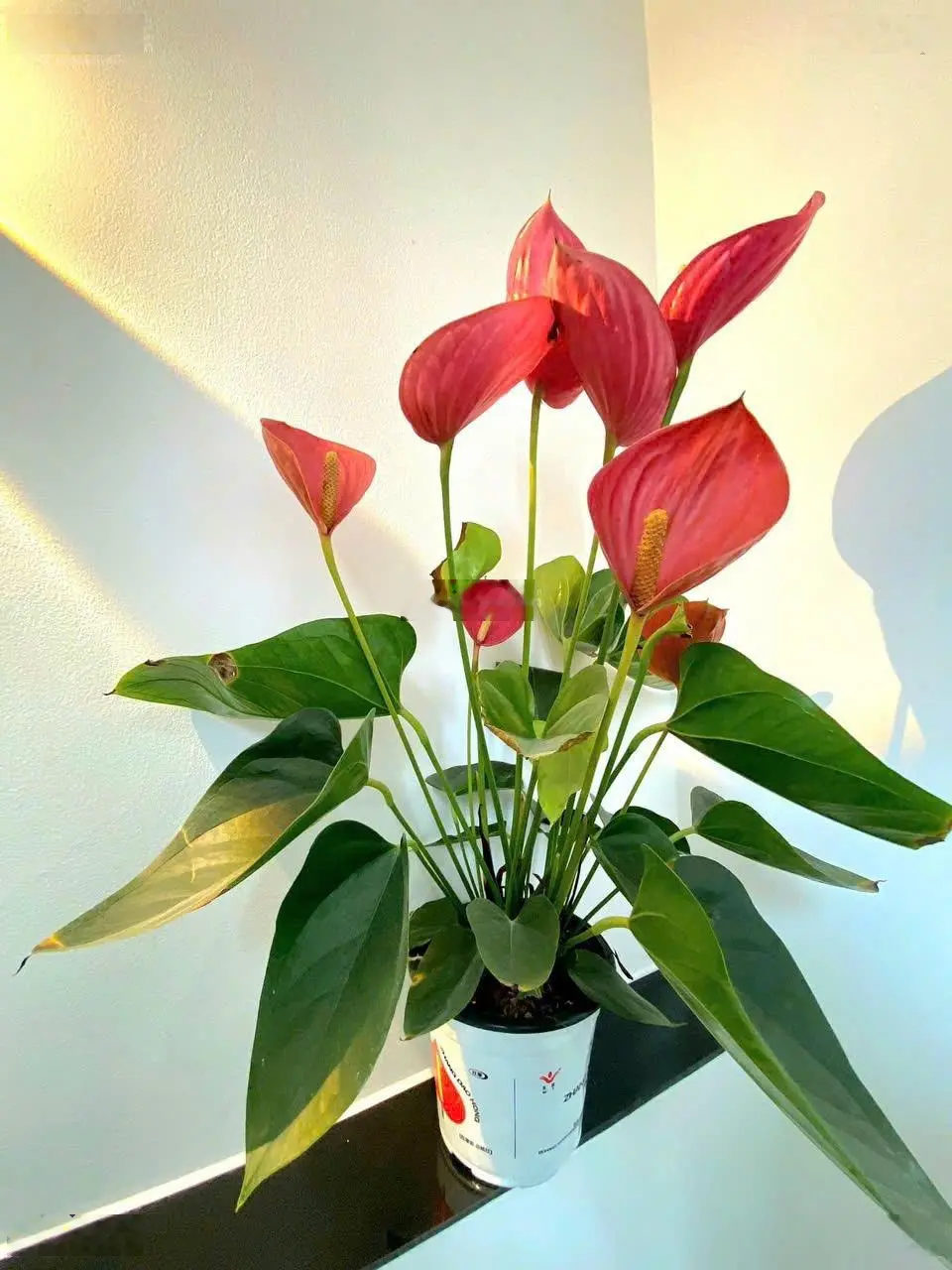 Nhà đẹp 3PN full nội thất thiết kế hiện đại dọn vào ở ngay