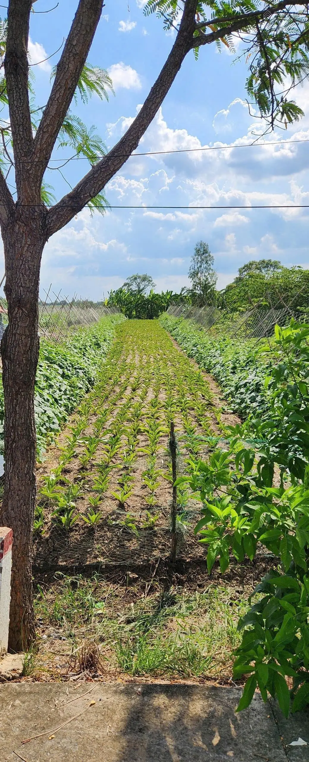 Bán đất trồng cây lâu năm, Hưng Long, Bình Chánh. Giá: 2 tỷ (thương lượng) diện tích: 890m2