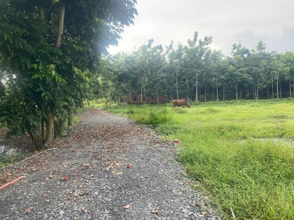 Cần bán lô đất siêu rẻ sổ hồng riêng, ngay TP Tây Ninh