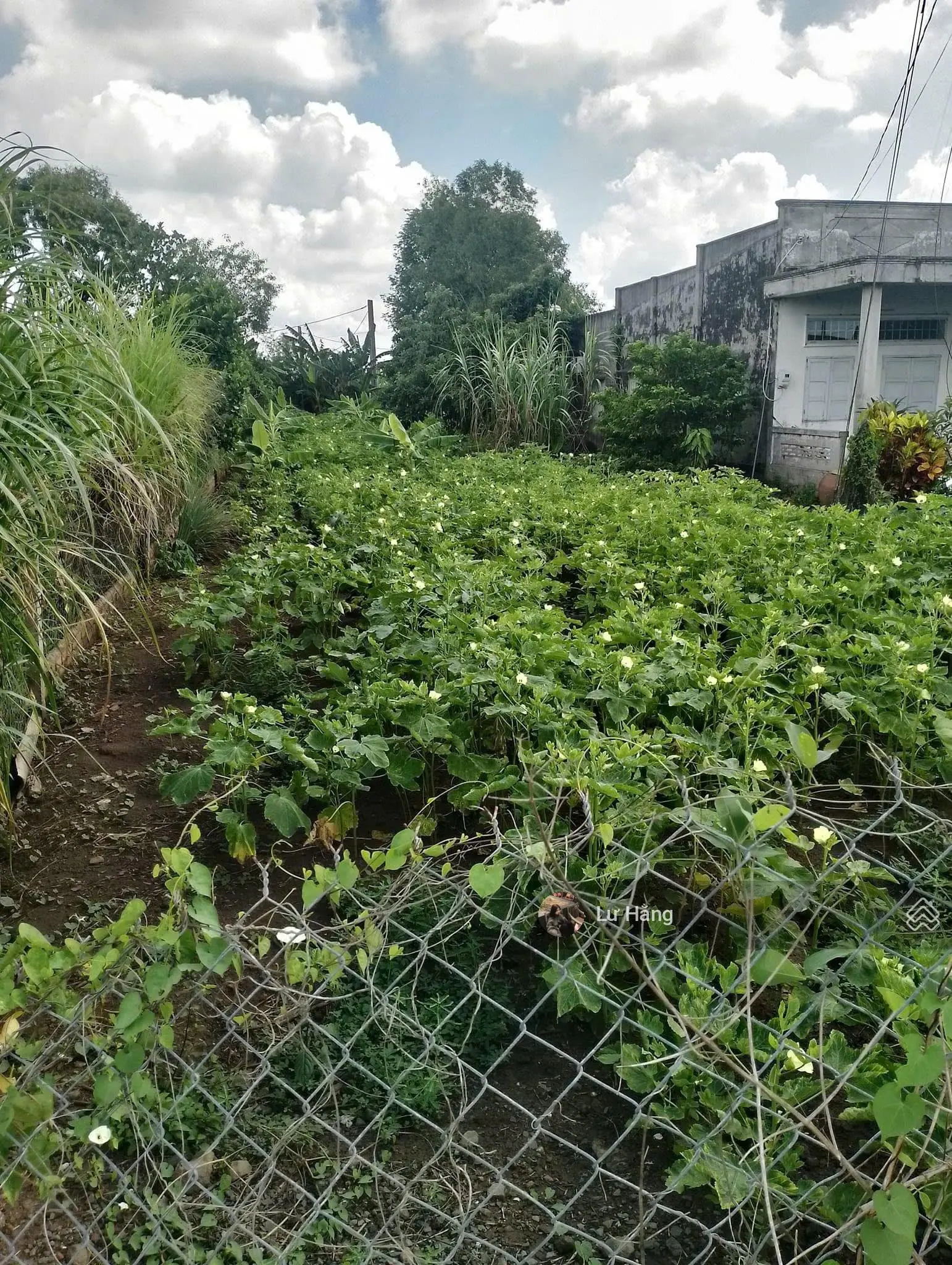 Còn duy nhất lô đất MTĐ. Hoàng Hoa Thám Phường 2 Vĩnh Long gần đại học Kinh Tế TPHCM, 100m2 SHR