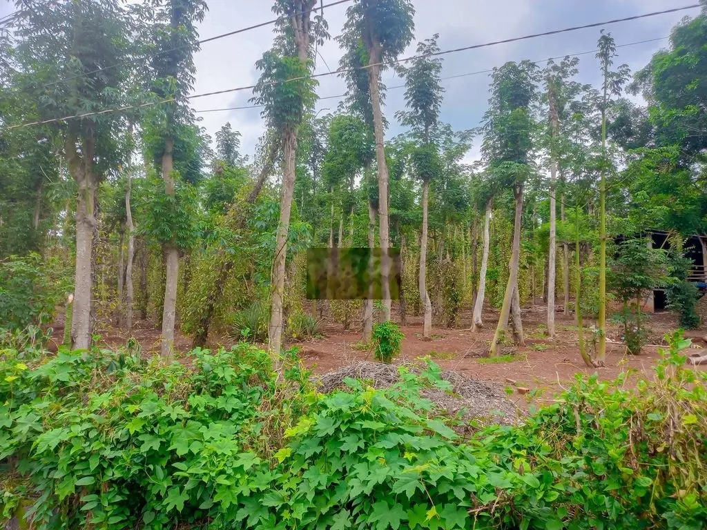 Cần bán 1.3ha đất thổ cư, sẵn nhà cấp 4 và giường cây ăn trái
