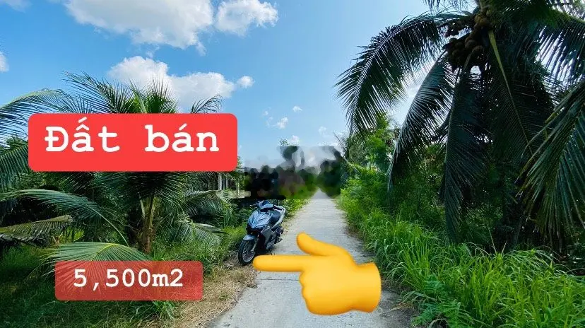 BÁN ĐẤT VƯỜN DỪA, GIÁ RẺ TẠI PHONG NẪM, GIỒNG TRÔM