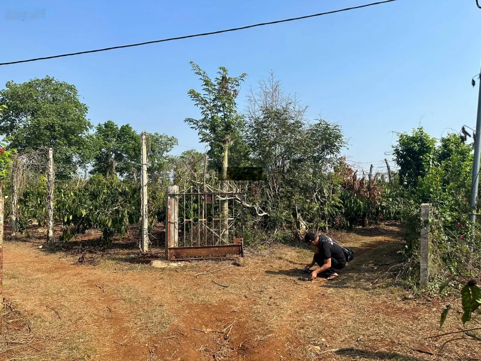 Bán 600m2 farm cà phê đang canh tác xã Ea Blang, cách TX Buôn Hồ 3km