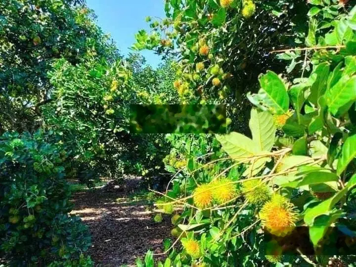 Ngợp nợ cần bán gấp nhà vườn nghỉ dưỡng 500m2 ngay Sơn Đông, Bến Tre vào ở ngay