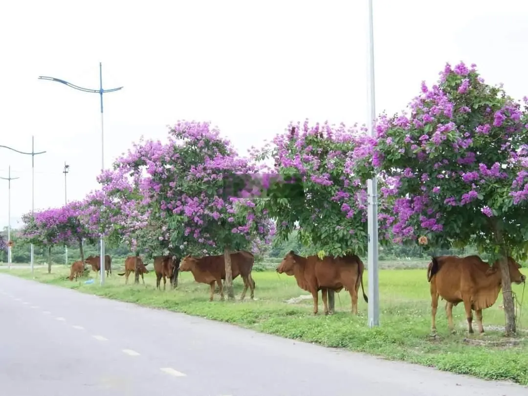 Bán nhà biệt thự Belhomes VSIP Thủy Nguyên