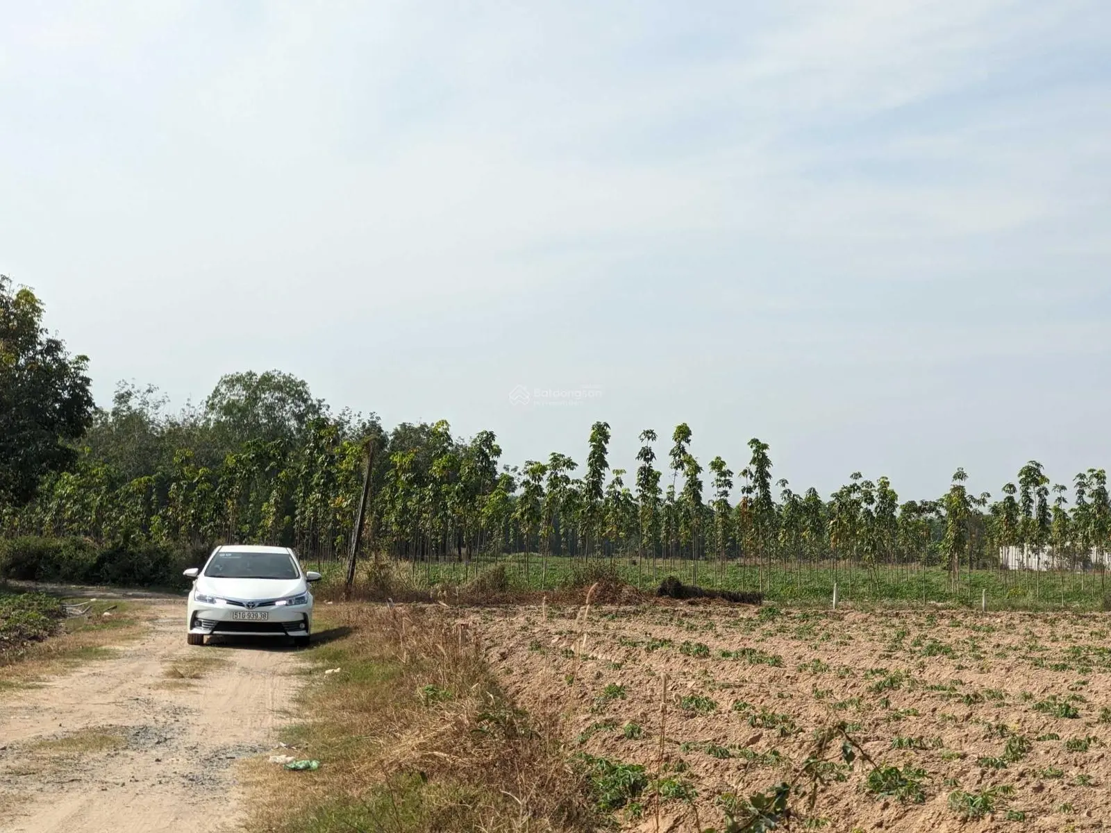BÁN HƠN 13 CÔNG ĐẤT TẠI HÒA THẠNH - CHÂU THÀNH - TÂY NINH