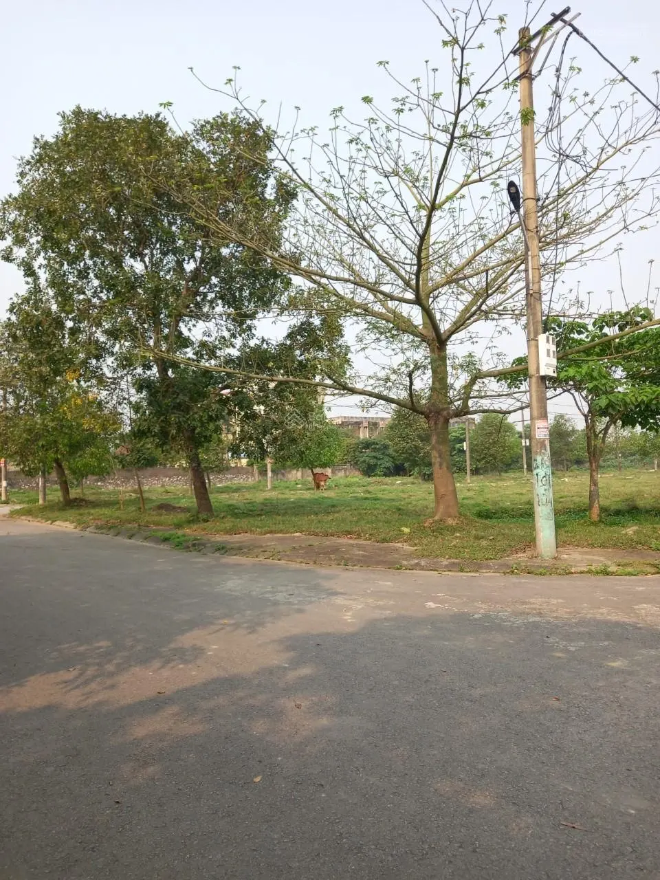 Bán mảnh đất biệt thự đầu ve 245m2 hướng Đông Nam xây dựng tự do