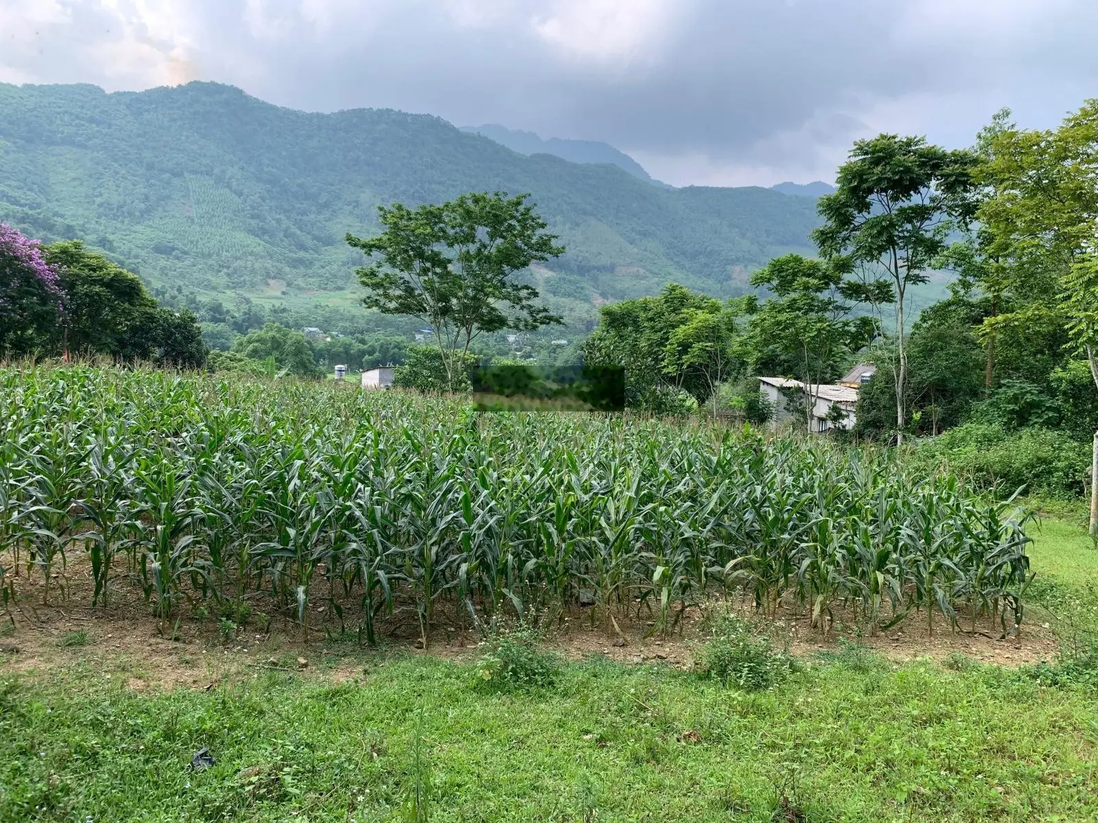 Bán 4300m có 350m ODT view cánh đồng tại trung tâm thị trấn đà bắc hoà bình giá 2ty350