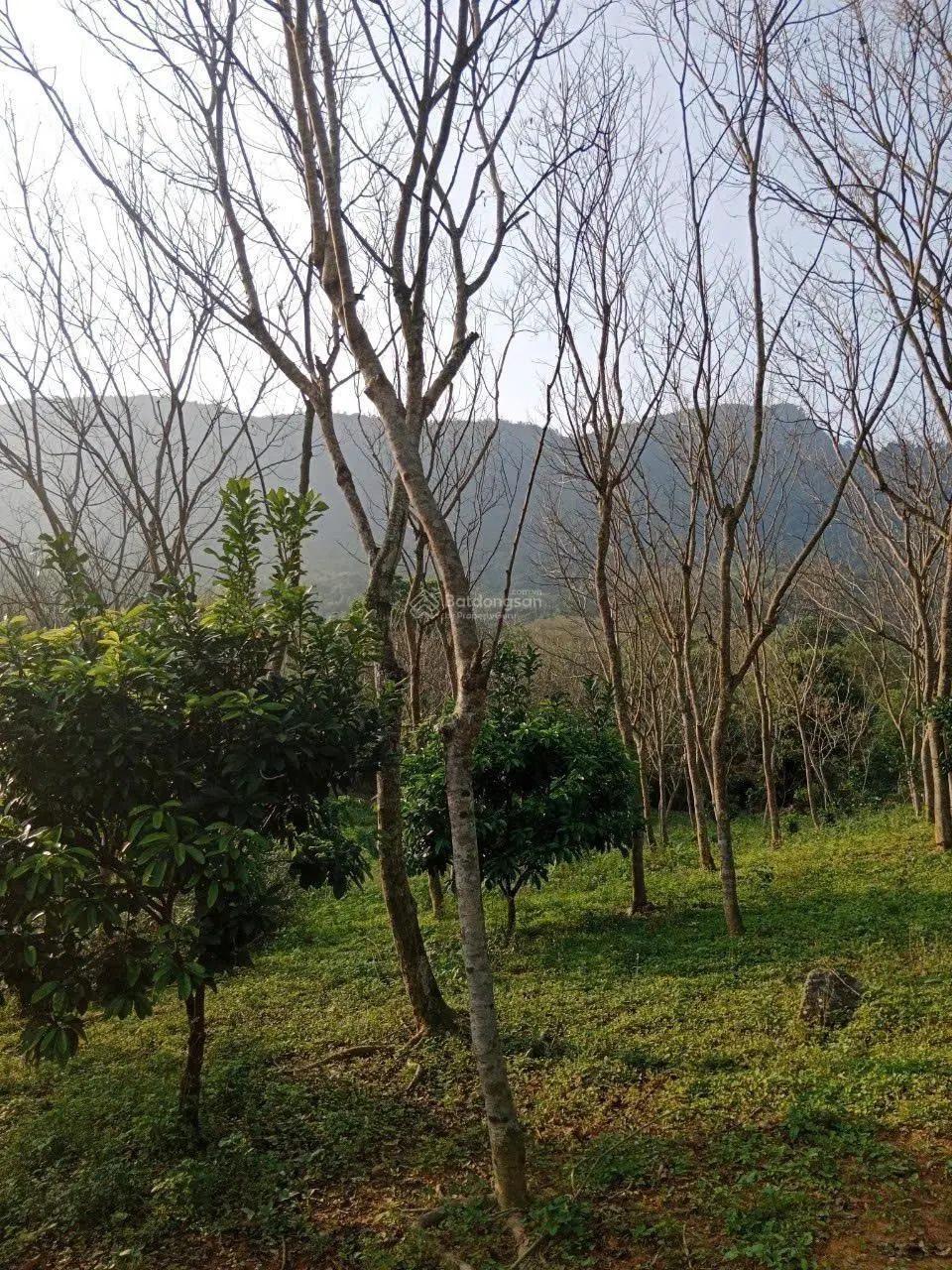 Đất 2 mặt tiền, view cao, có nhà sẵn ở, vườn cây ao cá, đất thị trấn, cách cao tốc vài trăm m