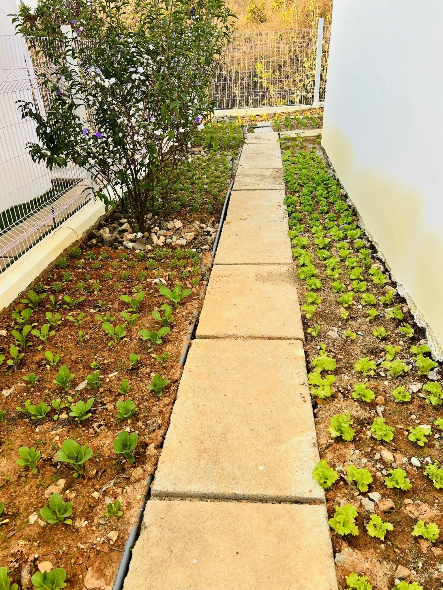 NHÀ ĐẸP - KHÍ HẬU MÁT MẺ 19 - 25 GIÚP CHỦ NHÂN TĂNG 10 NĂM TUỔI THỌ