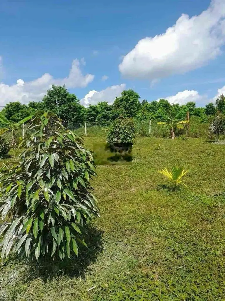 Bán đất 530 triệu, diện tích 2000m2 tại 33, Thị trấn Chơn Thành