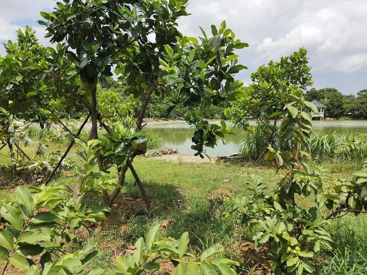 Chuyển nhượng 20.118m2 (hơn 2ha) đất thổ cư giá rẻ phù hợp xây nghỉ dưỡng homestay tại Lương Sơn