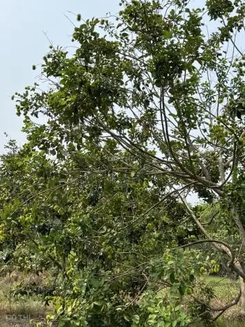 Bán đất Củ Chi, lô đất MT đường nhựa Nguyễn Thị Dòn, 3.838m2, có 150m thổ cư, xã Nhuận Đức.