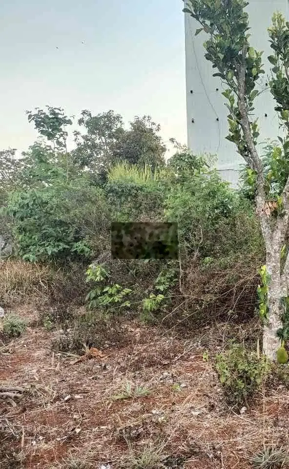 Bán vườn 1/