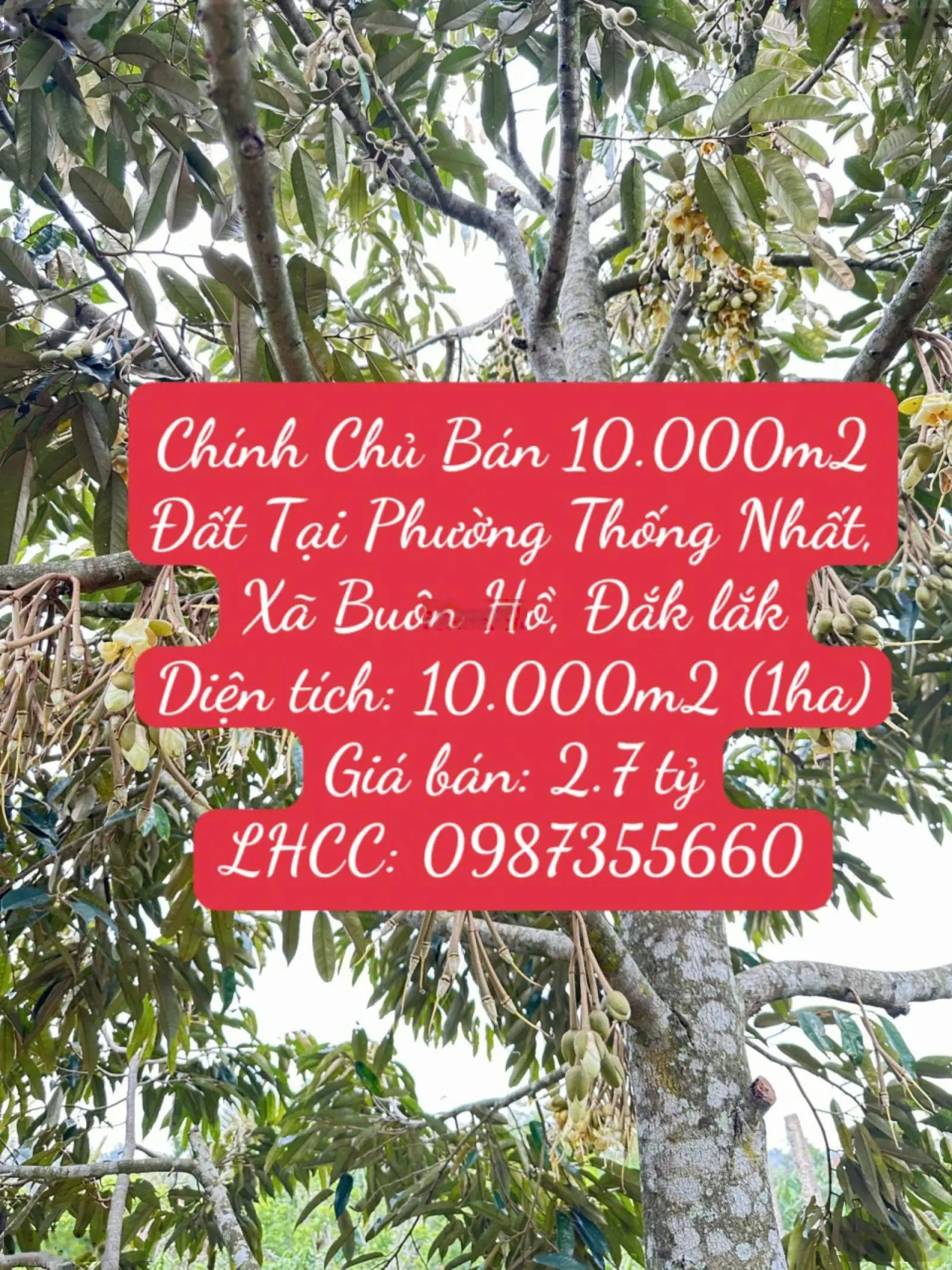 Chính Chủ Bán 10.000m2 Đất Tại Phường Thống Nhất, Xã Buôn Hồ, Đắk lắk