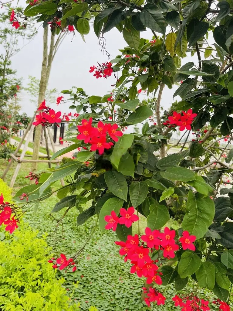 Bán suất ngoại giao dự án Bắc Cầu Hàn Hải Dương giá rẻ