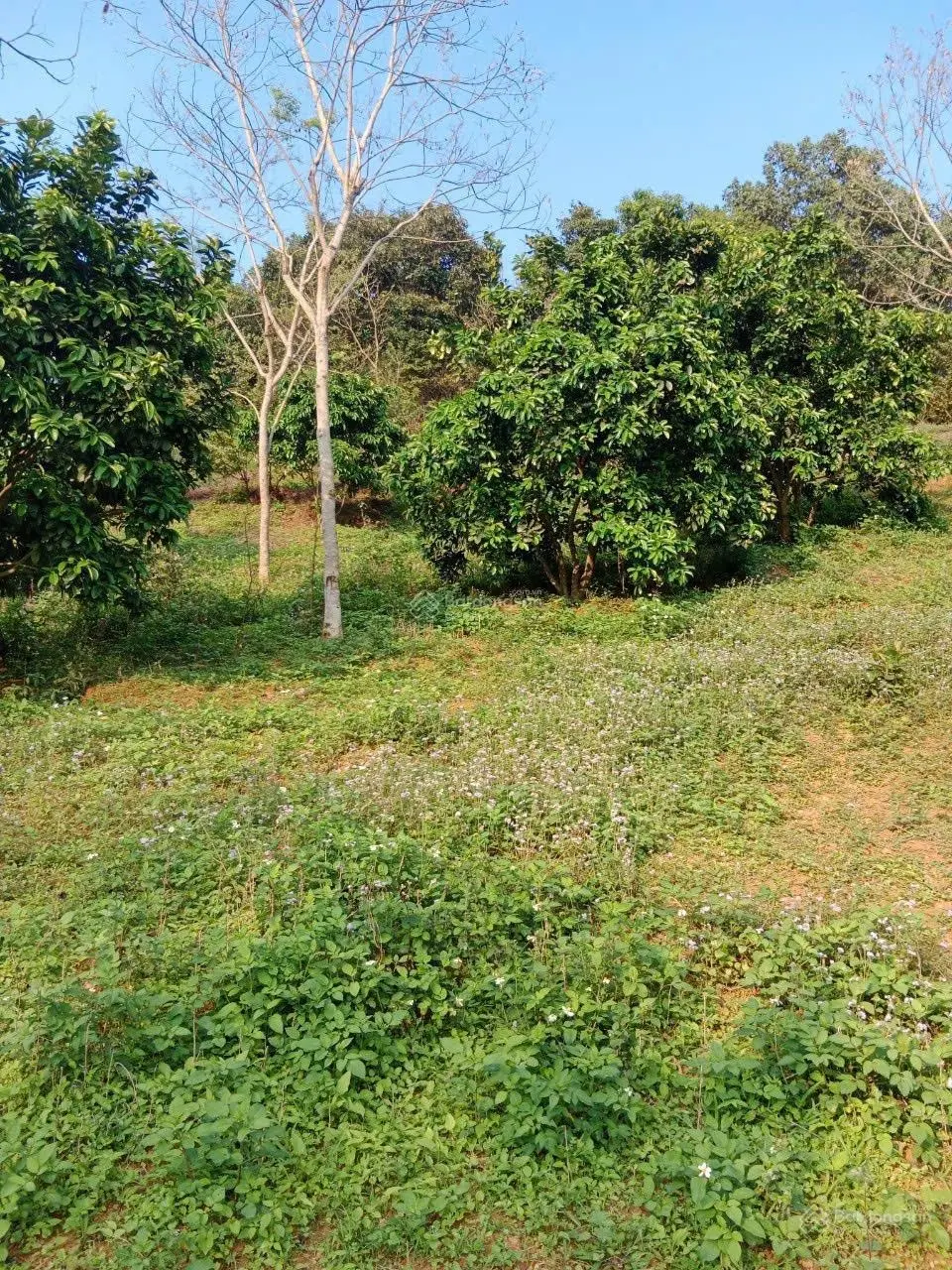 Đất 2 mặt tiền, view cao, có nhà sẵn ở, vườn cây ao cá, đất thị trấn, cách cao tốc vài trăm m