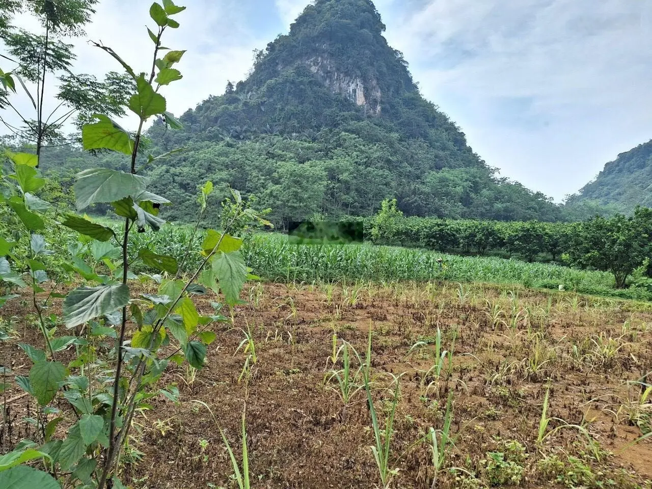 Cần bán 9000 m2 đất ở 400m2 Thung Mường, Kim Bôi, Hoà Bình