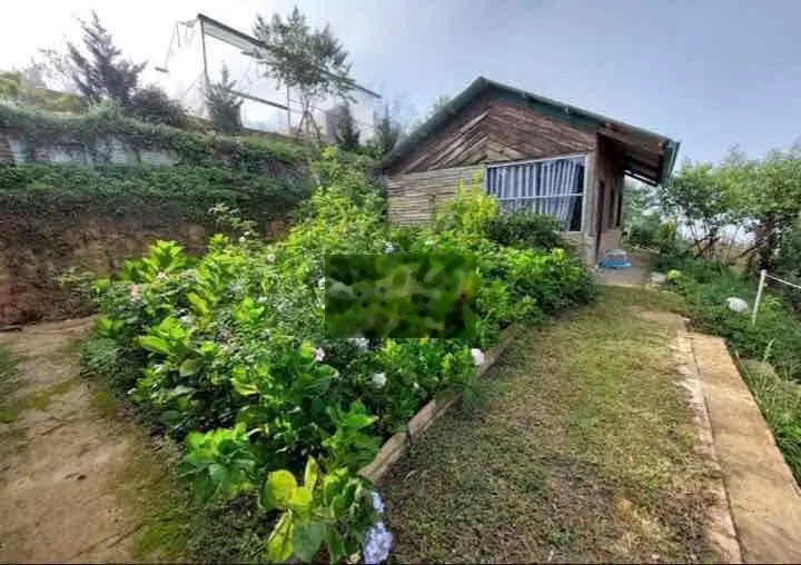 Chủ Nợ ngân hàng bán homestay có nhà sẵn thị trấn Lạc Dương có 200m2 ở