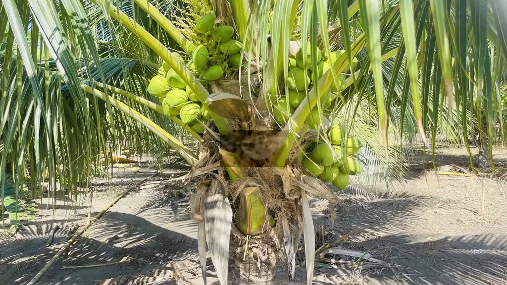 Bán đất Long Mỹ, Đất Đỏ, hẻm bê tông, xe hơi vào thoải mái