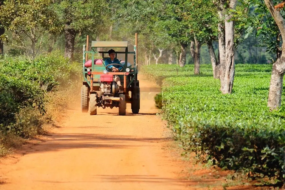 Bán đất rẫy 35.000m(3,5ha) trồng xoài có suối, Cách Biển9km, Giá 1tỷ9