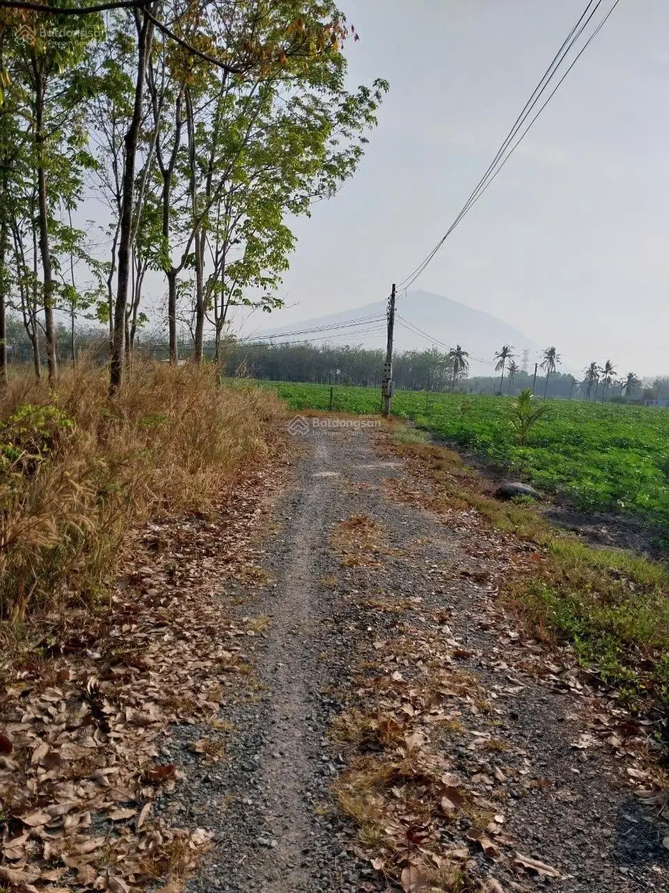 Bán đất vườn lâu năm (8 tỷ/ mẫu)