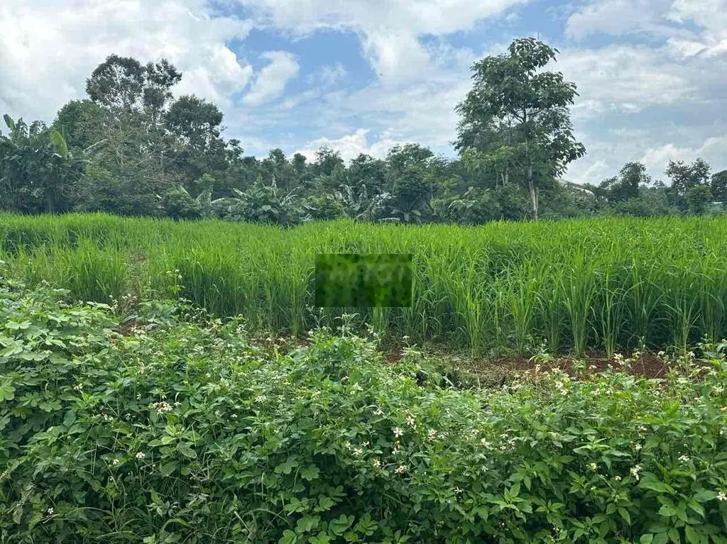Đất bán gấp