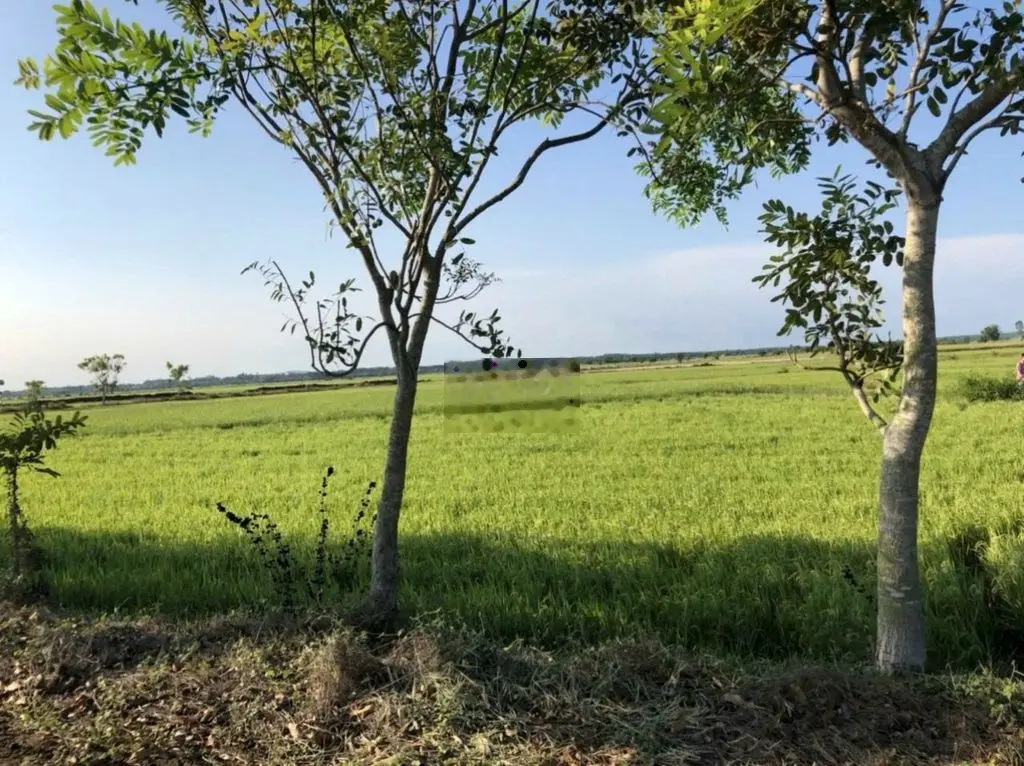 Bán Đất 1485m² Long Điền, Bà Rịa - Vũng Tàu | Gần QL 55-Chỉ Nhỉnh 1 Tỷ