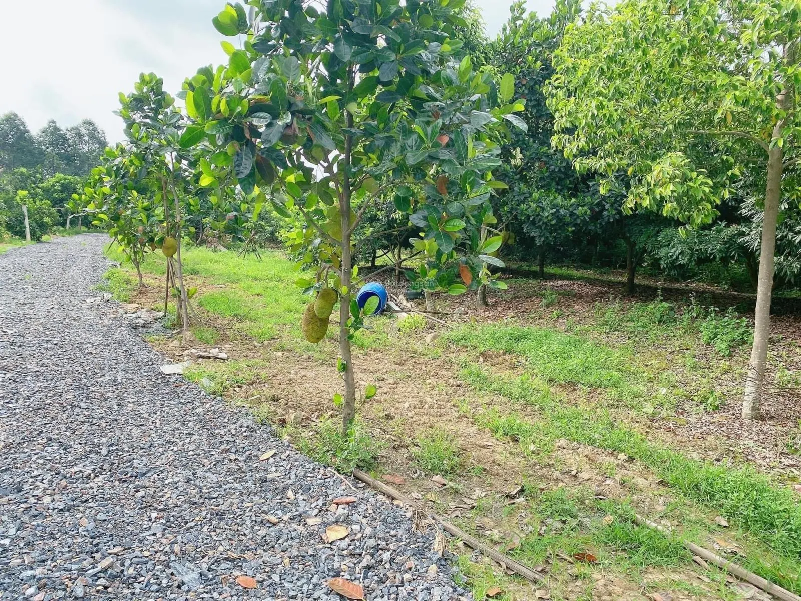 Cần bán 923m2 full thổ cư tại Đông Bắc, Kim Bôi, Hòa Bình
