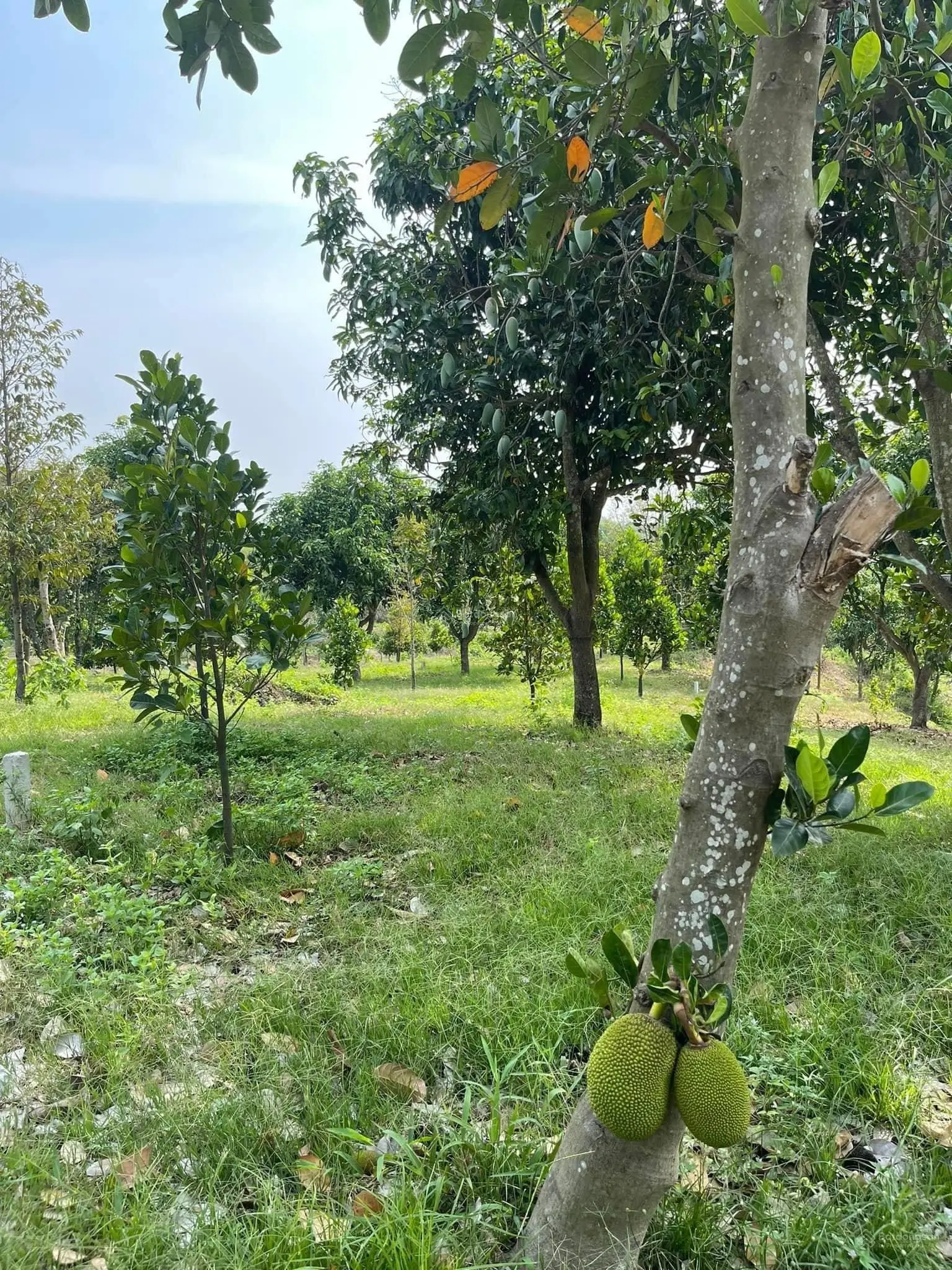 Cần vốn KD nên bán lại đất vườn để dành 3200m2 có thổ cư, giá 700tr. Ngay KCN Minh Hưng, đường 12m