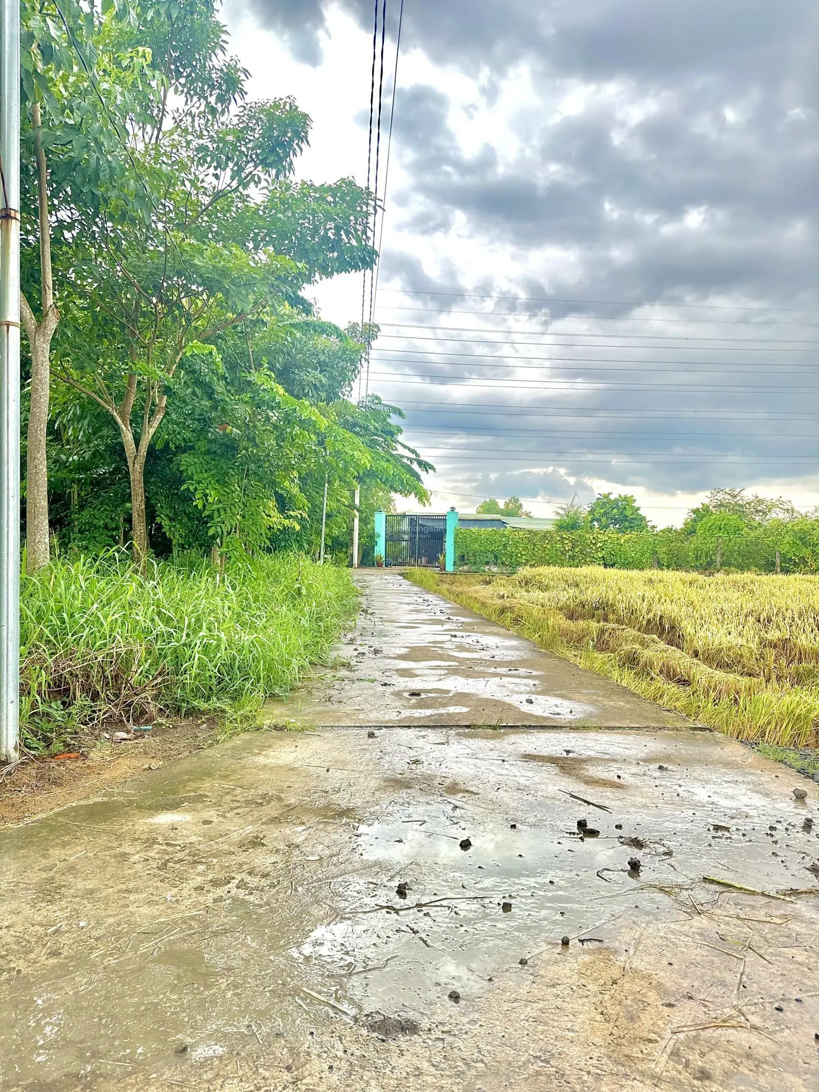 Đất thổ cư đối diện KCN An Nhựt Tân