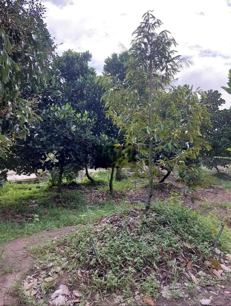 Bán vườn 544m2 sẵn 100tc giá 690tr