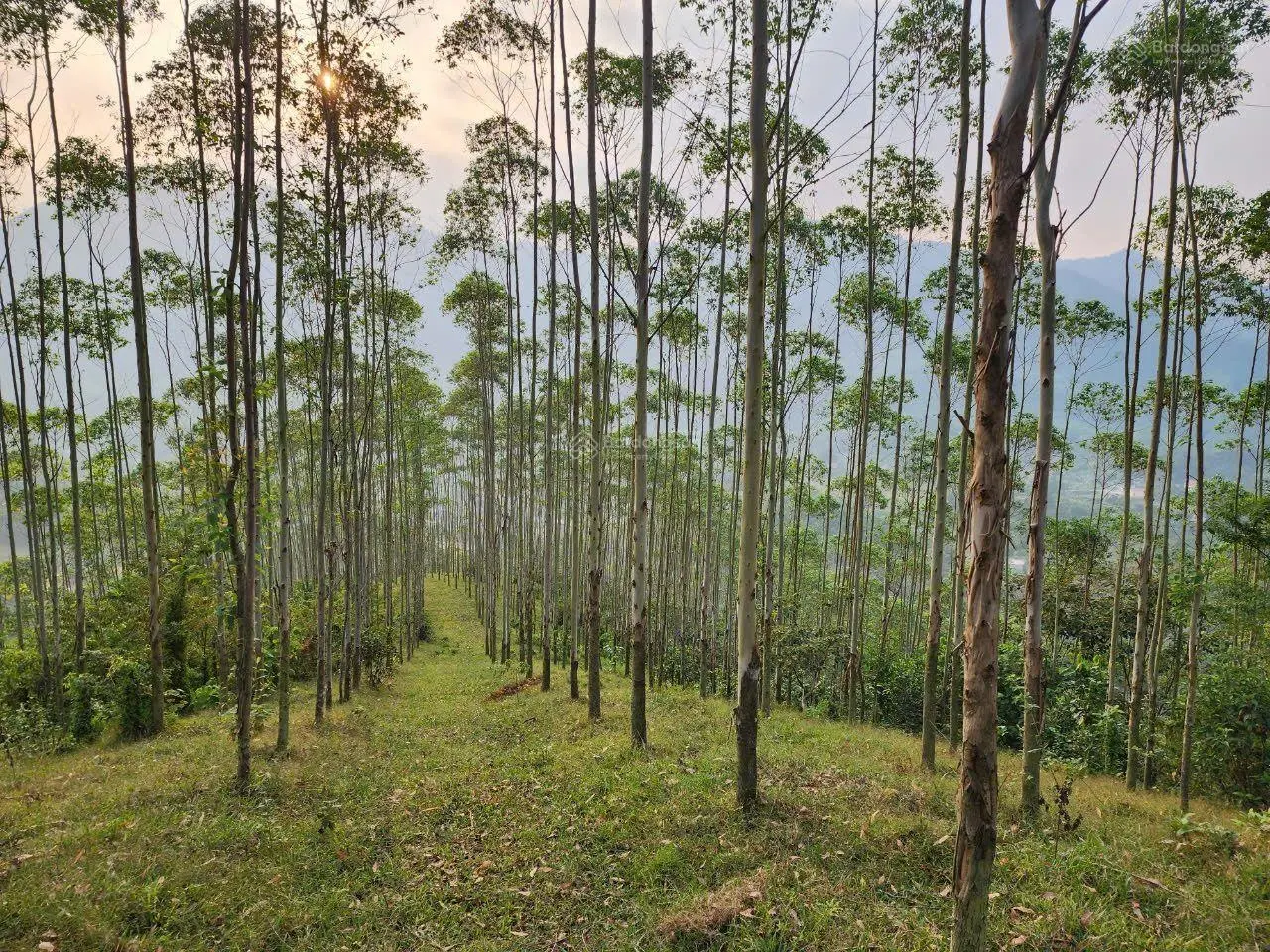 Bán 1ha đất có thổ cư ,giá chỉ hơn 700 triệu ,cách hà nội chỉ hơn 80km tại thanh sơn phú thọ