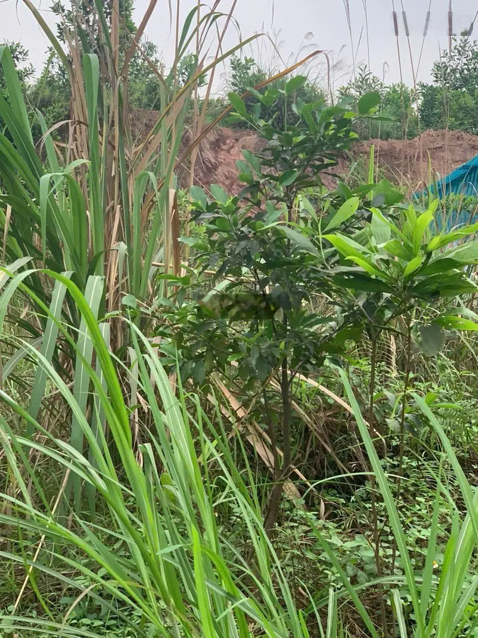 ĐẤT ĐẸP GIÁ TỐT - CHÍNH CHỦ Cần Bán Lô Đất Vị Trí Đẹp Tại Phường Tân Lập, TP Thái Nguyên