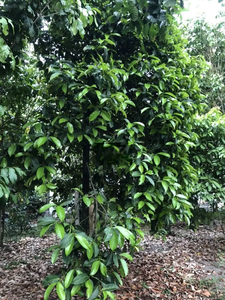 Vườn Măng Mặt Tiền Nhựa gần Bình Nhâm CMT8