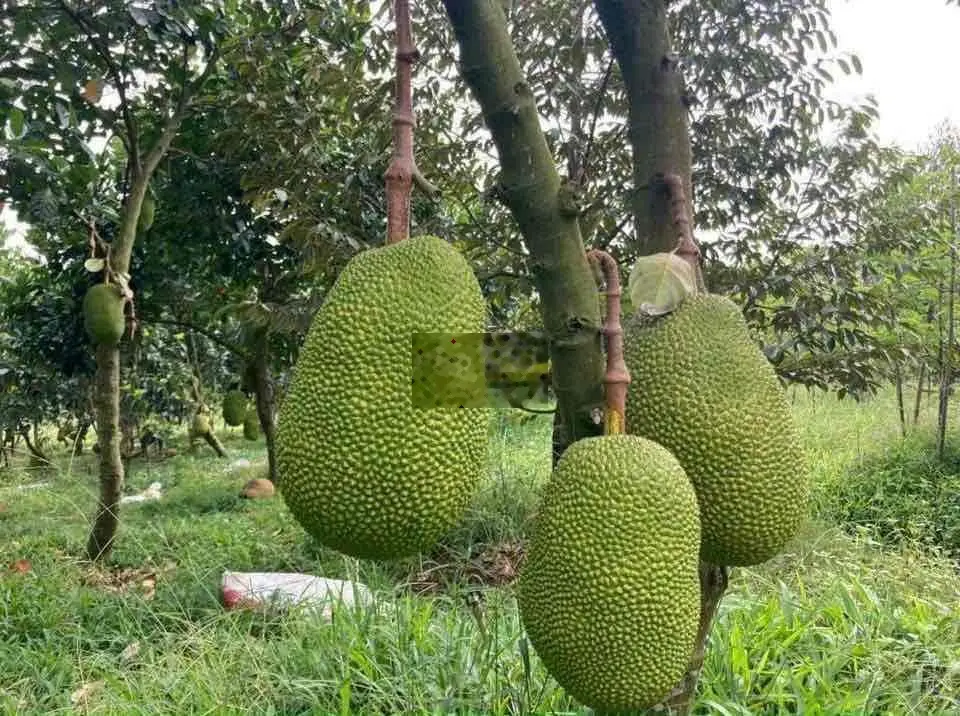 Bán đất tặng luôn khu vườn mít đã thu hoạch- đường xe hơi