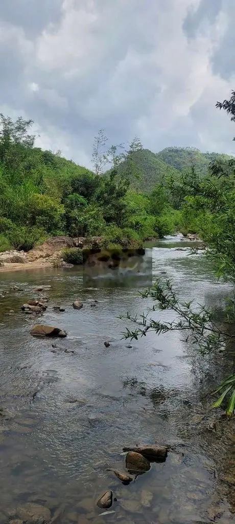 BÁN ĐẤT RỪNG CANH TÁC