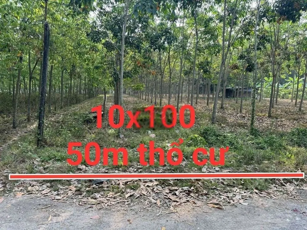Bán gấp lô đất mt đường nhựa. Diện tích lớn. Có 50m2 thổ cư